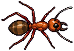 Ilustração da formiga Exploradora